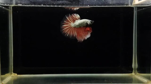 Betta fish male fancy copper rose gold halfmoon long tail from Thailand, Siamese fighting fish on isolated black background.