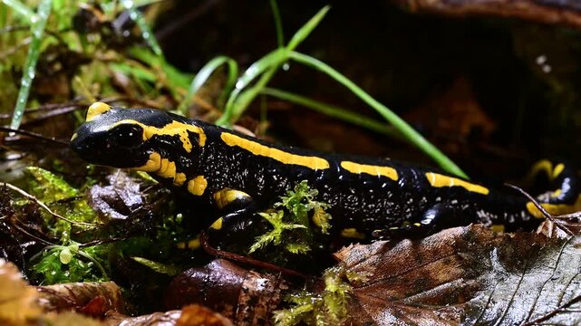 Feuersalamander // Fire salamander (Salamandra salamandra terrestris) - Western Germany
