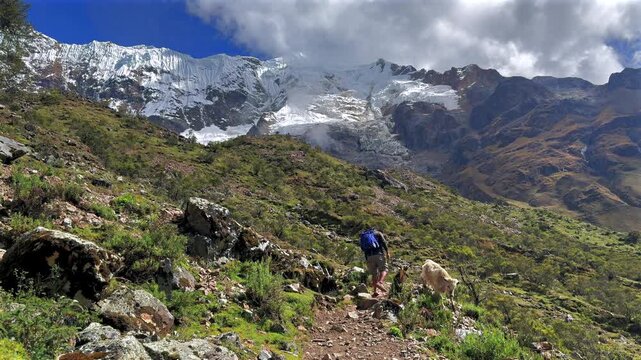 Peruvian Andes Humantay Laguna Lake Trek trail hiker hiking cow wild life Peru Per&uacute; Salkantay glacier high altitude prominent peaks morning blue sky clouds sunny Anta province dry rainy season pan