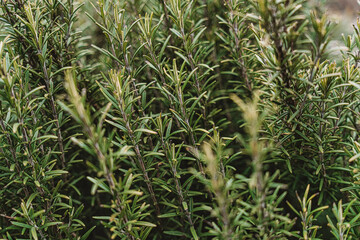 Fresh green rosemary plant growing in an aromatic herb garden