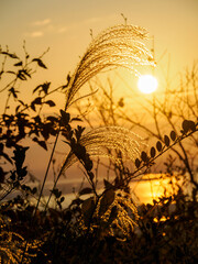 神戸渦森台展望公演からの夜明け