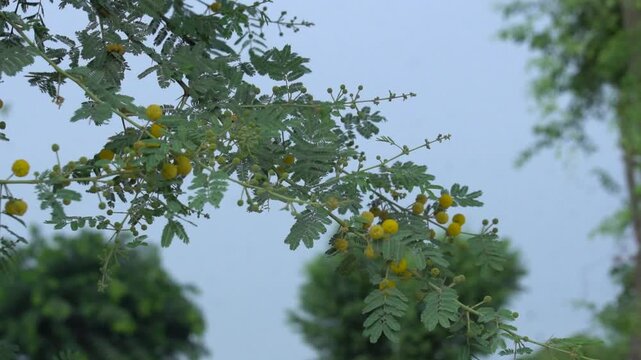 Yellow acacia nilotica flowers blooming on tree branch