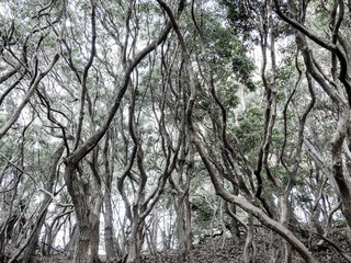 六甲山への登山道、アイスロードからの眺め