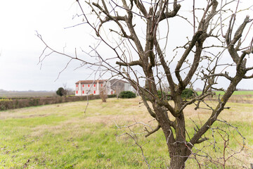 Bare tree in winter field with distant farmhouse