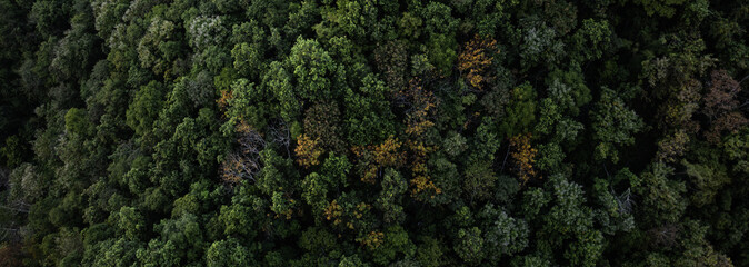 Aerial View of Dense Green Forest Canopy, Natural Background Texture from Above