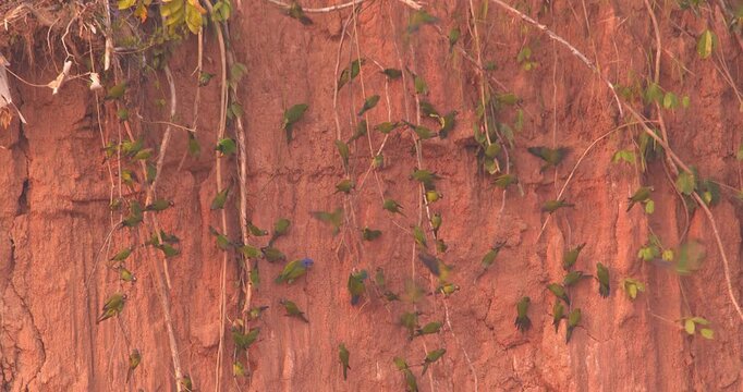 Flock of parakeets perch and fly against a clay lick in Tambopata Peru