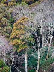 六甲山への登山道、アイスロードからの眺め