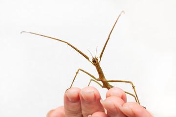 A stick insect crawls on the hands of the owner