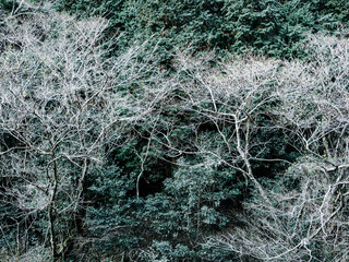 六甲山への登山道、アイスロードからの眺め