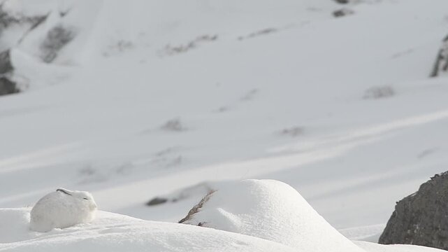 White Mountain Hare Sleeping on Snowy Ridge in Norway Winter Nature