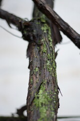 Fototapeta premium Close-up of vertical dark wet vine trunk covered in vibrant green moss