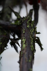 Obraz premium Artistic dark nature photography of wet vine wood with lichen on a blurry white background