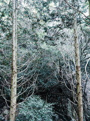 六甲山への登山道、アイスロードからの眺め