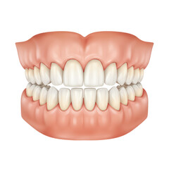 Obraz premium Realistic Human Upper And Lower Teeth Set Anatomy On Gums