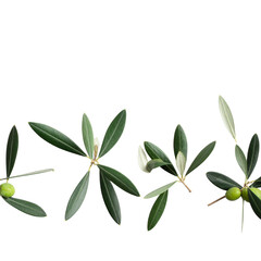 Olive Branches on Transparent Background, Minimalist Botanical Element