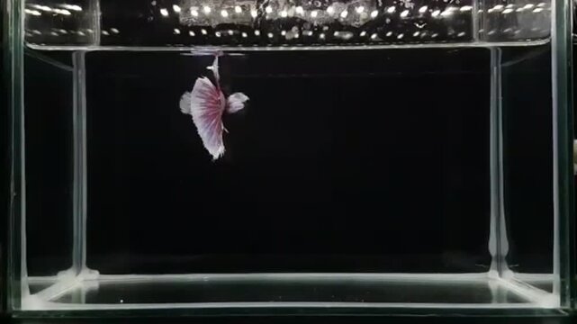 Betta fish male fancy dumbo purple halfmoon long tail from Thailand, Siamese fighting fish on isolated black background.