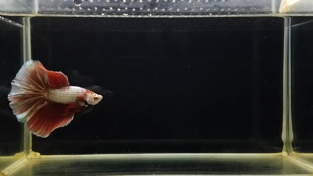 Betta fish male fancy rose gold halfmoon long tail from Thailand, Siamese fighting fish on isolated black background.