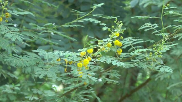 Vibrant Yellow Acacia Nilotica Flowers Blooming on a Branch with Feathery Green Leaves
