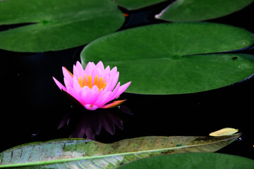 pink water lilly