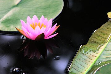 water lily flower