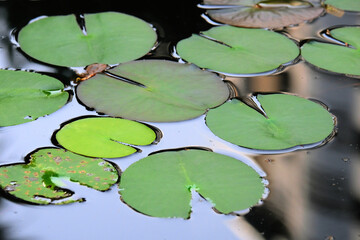 green water lily