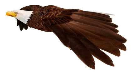 3D Rendering Eagle Bird on White