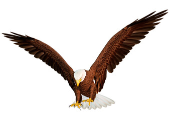 3D Rendering Eagle Bird on White