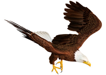3D Rendering Eagle Bird on White