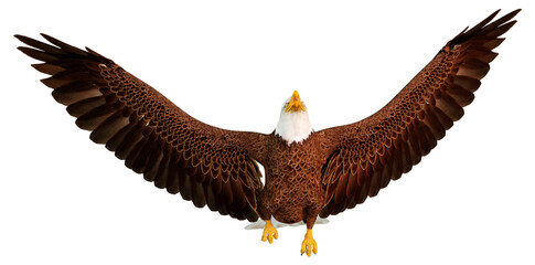 3D Rendering Eagle Bird on White