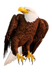 3D Rendering Eagle Bird on White