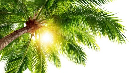 Obraz premium Lush palm tree leaves stretch upward, illuminated by soft sunlight, creating a tropical and serene atmosphere.