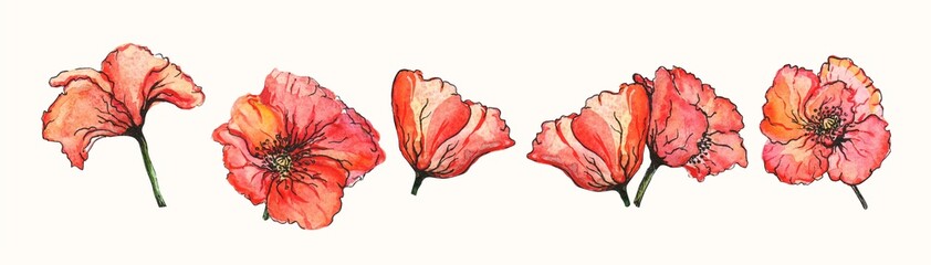 Watercolor floral elements set - bright red poppies. Red flower buds. Wedding invitation, clip art.