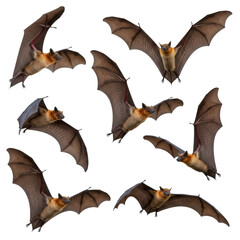 Fototapeta premium Multiple large Pteropodidae fruit bats with dark wings and light furry bodies in dynamic flight, isolated on a transparent background with copy space, no shadows, concept of wildlife and motion