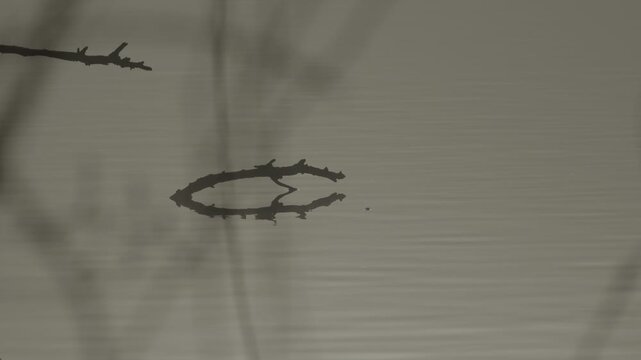 A tree branch emerging from the banks of the Adda River, serving as a perch for local wildlife.
