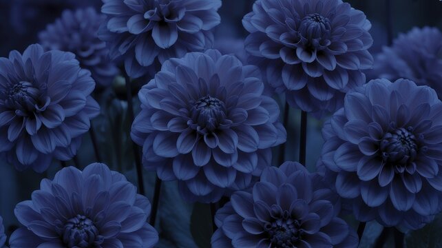 Close-up of deep blue dahlias in full bloom