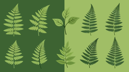Collection of various green fern leaves. © sardi