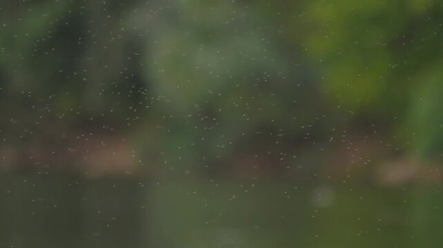Insects flying over the water on a summer evening