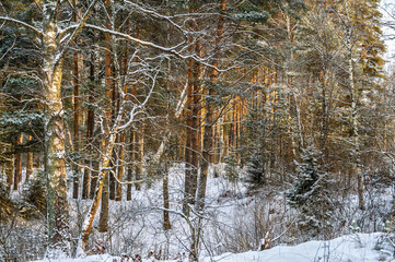 Winter forest with trees covered with snow. Pine tree trunks illuminated by sunbeams.