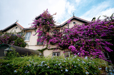 Naklejka premium House covered in vibrant purple flowers and lush greenery under a bright sky.