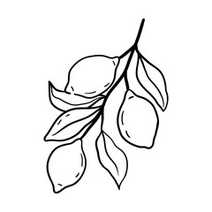 Lemon branch with leaves and fruits. Simple hand drawn illustration for packaging, kitchen decor, food branding.