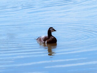 Obraz premium The Elegant Goose. The summertime is a great time to find geese and photograph them in the sea. 
