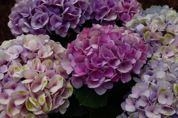 pink hydrangea flowers in garden