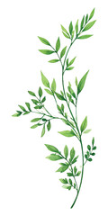 Obraz premium Green Branch with Small Leaves Watercolor Illustration foliage plant vector illutrastion transparent background