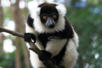 Black and white ruffed lemur on tree © Que sera sera