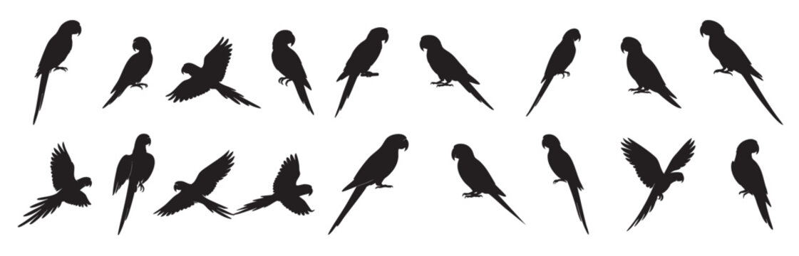 Set of Black silhouette of multiple macaw parrots in various poses, isolated on white background. concept of tropical bird, wildlife, nature, aviary, exotic pet, graphic art, icon design