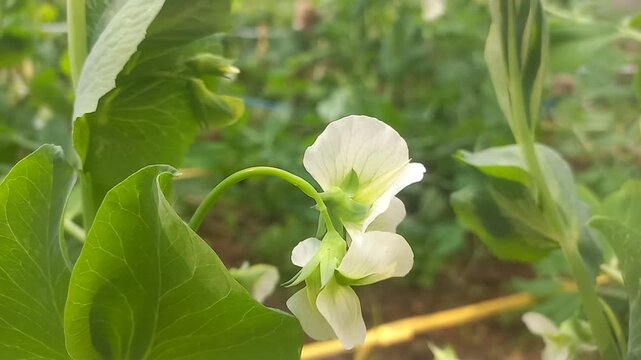 A pea plant with white flowers. Close-up image of a pea plant flower.Natural green pea plant against a dark green background,close-up image of a pea plant flower,close-up of a white flower on a Vegeta