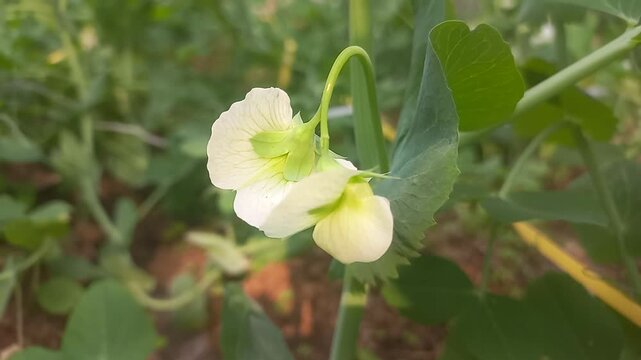 A pea plant with white flowers. Close-up image of a pea plant flower.Natural green pea plant against a dark green background,close-up image of a pea plant flower,close-up of a white flower on a Vegeta