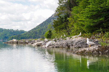 Walchensee, often called the “Caribbean of Bavaria,” known for its striking turquoise water and...