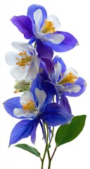 Close-up of vibrant wildflowers