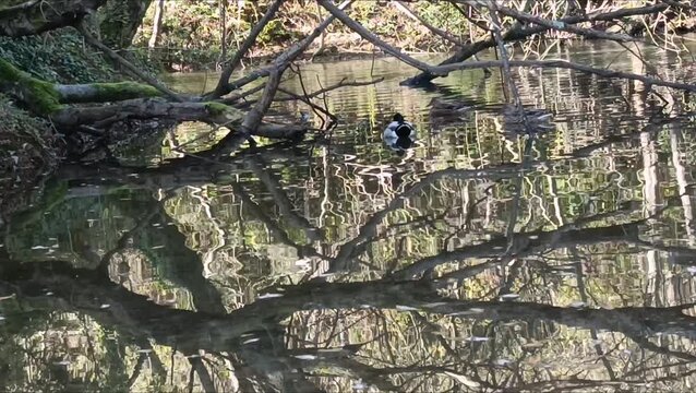Reflections of tree branches and ducks swimming on the surface of a lake in La Arboleda Spain